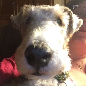 Meet your Posher, Ann